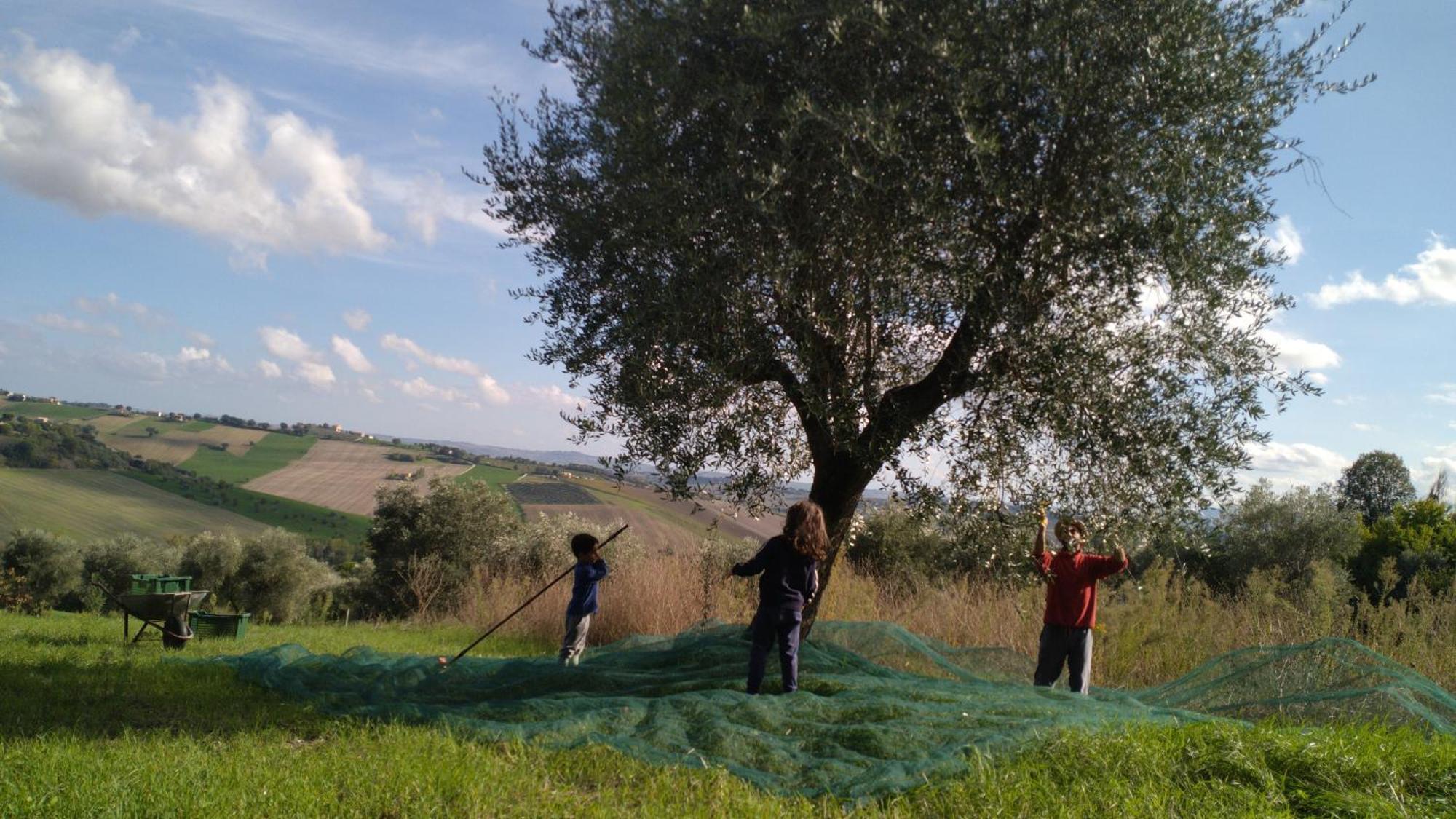 Agriturismo Campo Aperto Belvedere Ostrense Buitenkant foto